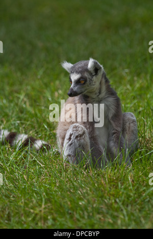 Ring-tail Lemur (Lemur catta). Banque D'Images