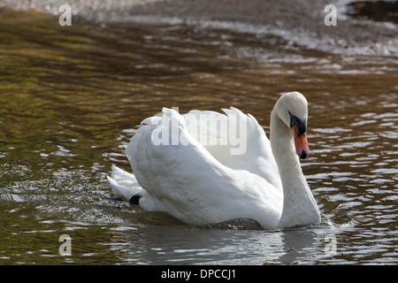 Couper ou Royal Swan (Cygnus olor). S/N ou de mâle. Les extensions relevées avant une 'rue' posture de comportement. Banque D'Images