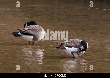 La Bernache du Canada (Branta canadensis). Paire de lissage. River Thet. Le Norfolk. UK. Banque D'Images