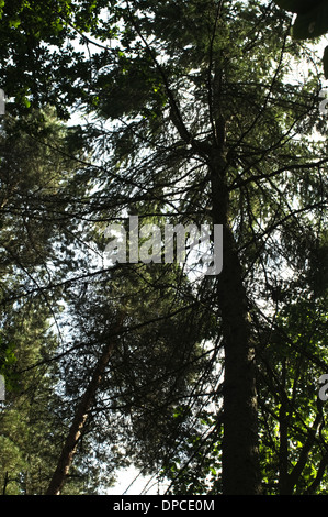 La forêt en anglais Banque D'Images