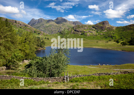 Blea Tarn et le Langdale Pikes, Cumbria, Lake District, UK Banque D'Images