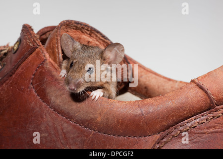 Souris domestique (Mus musculus). Sortant d'un nid dans une vieille chaussure en cuir. Banque D'Images