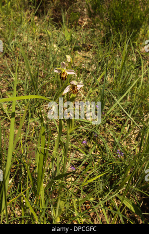 L'orchidée abeille, Ophrys apifera Banque D'Images