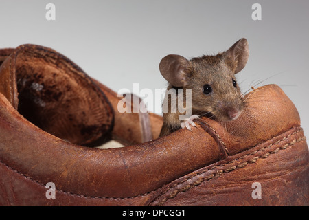 Souris domestique (Mus musculus). Sortant d'un nid dans une vieille chaussure en cuir. Banque D'Images