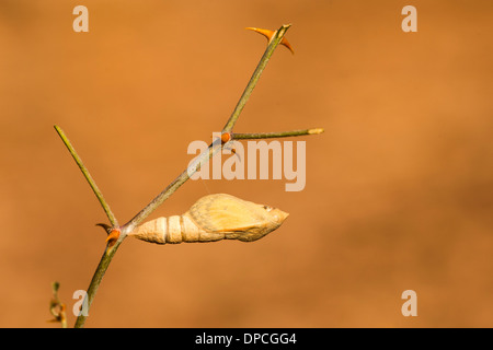 Un ensemble de 3 images de gros saumons papillon, arabes (syn Madais Colotis fausta fausta) comme il ressort de son cocon. Banque D'Images