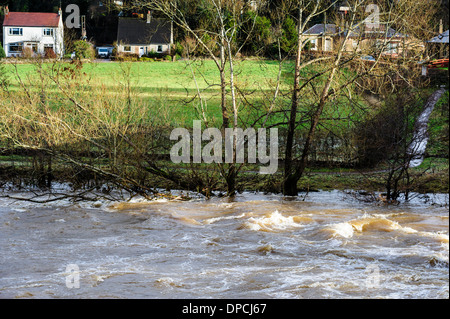 La rivière Clyde à Crossford, inondation dans South Lanarkshire Banque D'Images