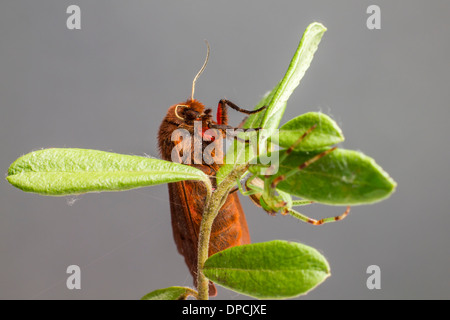 Le crabe vert et Tiger Ruby Spider Banque D'Images