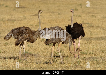 Autruche commune (Struthio camelus), mâle et deux femelles Banque D'Images
