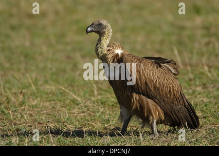 Vautour africain (Gyps africanus) Banque D'Images