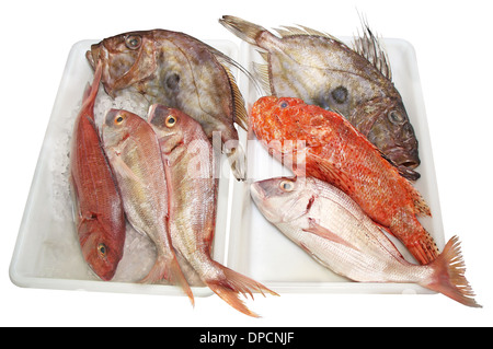 Fresh John Dory, Scorpaenidae et Dentex, de la qualité et de délicieux plats de poisson Banque D'Images