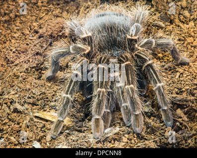 Tarantula spider dans la nature. Macro Close up shot Banque D'Images