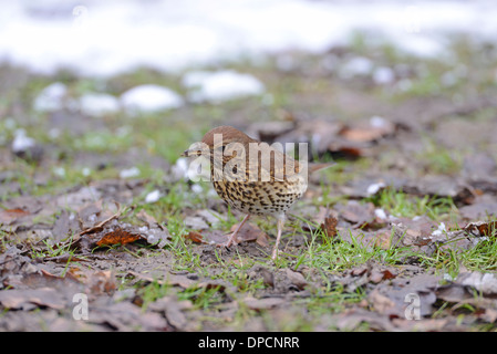 Grive musicienne (Turdus philomelos) se nourrissent dans les restes de neige de l'hiver. Banque D'Images