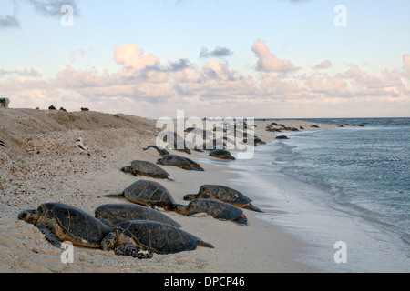 Les tortues vertes viennent à terre pour pondre leurs oeufs dans l'atoll de Midway National Wildlife Refuge le 29 juin 2005 dans l'île de Midway, USA. Banque D'Images