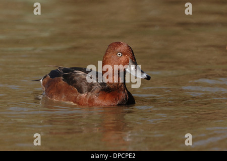 Fuligule nyroca (Aythya nyroca), baignade en rivière simeto, Sicile Banque D'Images