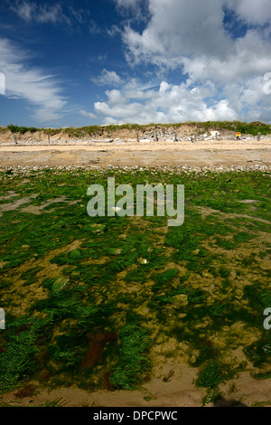 La baie d'Ardmore Waterford Irlande du bassin de marée d'algues dans l'été Banque D'Images