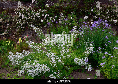 Campanula persicifolia alba bleu blanc formulaire formulaires plantation mixte mix couleur couleur combinaison Peach Leaved Bellflower Banque D'Images