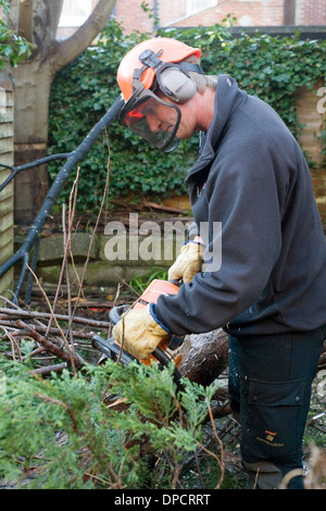 Tree Surgeon avec tronçonneuse découpant l'arbre dans le jardin après avoir été abattu par des vents forts dans les tempêtes d'hiver england uk Banque D'Images