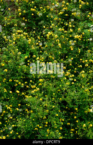 Clematis tangutica escalade grimpeur vigoureux fleur jaune montée en fleurs fleurs mur végétal Banque D'Images