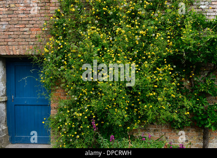 Clematis tangutica escalade grimpeur vigoureux fleur jaune montée en fleurs fleurs mur végétal jardinage porte bleue Banque D'Images