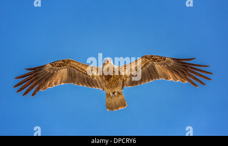 Haliastur sphenurus Kite (sifflement) en vol, Territoire du Nord, Australie Banque D'Images