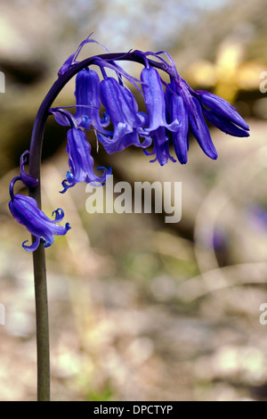 Bluebells de plus en plus un bois de Norfolk. Banque D'Images