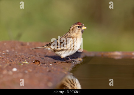 Moindre sizerin flammé, Carduelis cabaret, seul oiseau à l'eau, Warwickshire, Janvier 2014 Banque D'Images