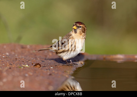 Moindre sizerin flammé, Carduelis cabaret, seul oiseau à l'eau, Warwickshire, Janvier 2014 Banque D'Images