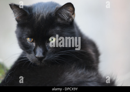 Vieux Chat Chat Malade Chat Errant Photo Stock Alamy