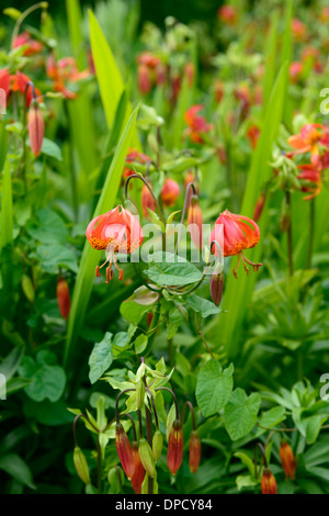 Lilium superbum lys lys orange vivaces bulbes Fleurs fleur martagon floraison turcs cap Banque D'Images