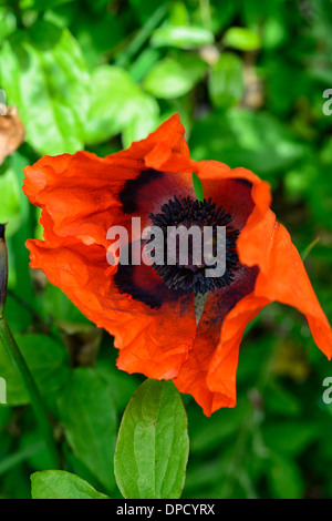 Papaver commutatum pavot coquelicot Coccinelle rouge noir flower blooming bloom floraison vivace Banque D'Images