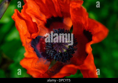 Papaver commutatum pavot coquelicot Coccinelle rouge noir flower blooming bloom floraison vivace Banque D'Images