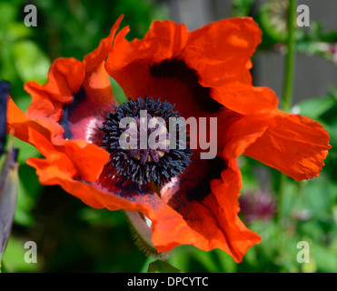 Papaver commutatum pavot coquelicot Coccinelle rouge noir flower blooming bloom floraison vivace Banque D'Images