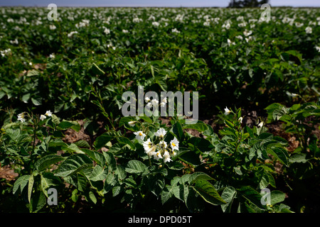 Champ de pommes de terre ciel ciel bleu fleurs blanc agricole agriculture production commerciale de pommes de terre Banque D'Images