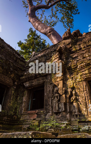 Un arbre qui grandit hors de la Tah Prohm temple situé au Cambodge. Banque D'Images