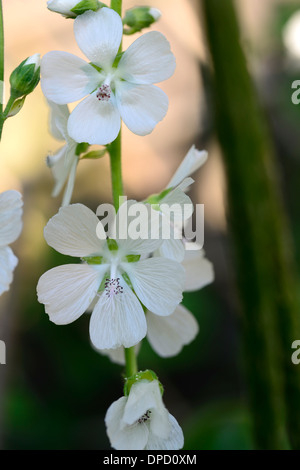 Sidalcea candida alba à fleurs blanches fleurs bloom blooming spire spike libre checkerbloom portraits de plantes vivaces Banque D'Images