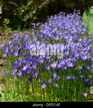 Le Triteleia laxa Ithuriel Brodiaea laxa syn la lance des fleurs vivaces à fleurs lilas bleu ampoule Banque D'Images