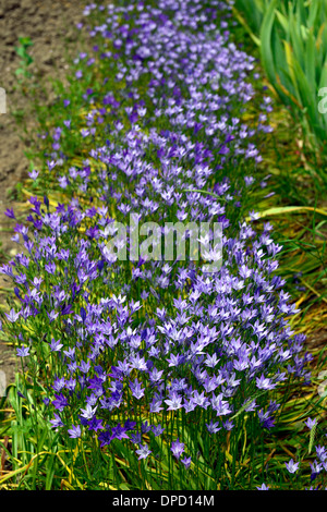 Le Triteleia laxa Ithuriel Brodiaea laxa syn la lance des fleurs vivaces à fleurs lilas bleu ampoule Banque D'Images