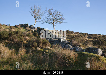 Deux arbres et mur de pierres sèches dans la lande à Dartmoor, dans le Devon, Royaume-Uni. Banque D'Images