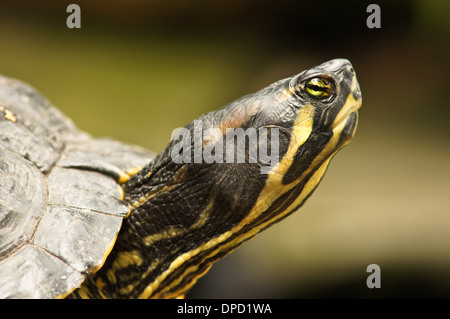 Gros plan sur le curseur à oreilles rouges, Trachemys scripta elegans Banque D'Images