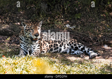 Un jaguar reposant sur l'ombre Banque D'Images