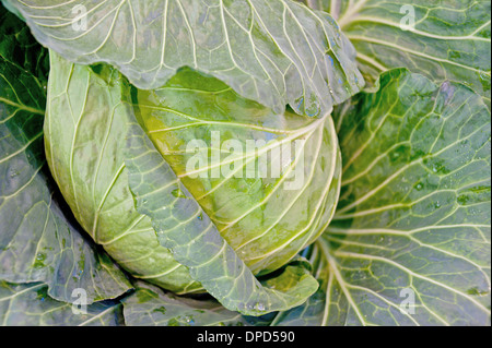 Les légumes, le lotus blanc Banque D'Images