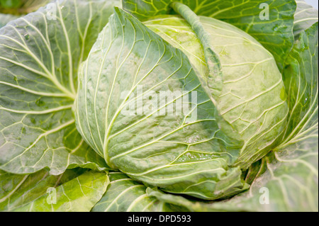 Les légumes, le lotus blanc Banque D'Images