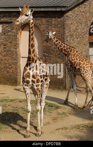 Les Girafes au ZSL Zoo de Londres le 17 juillet 2013 à Londres, en Angleterre. Banque D'Images