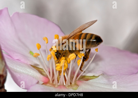 La pollinisation de l'Abeille fleur d'amande Banque D'Images