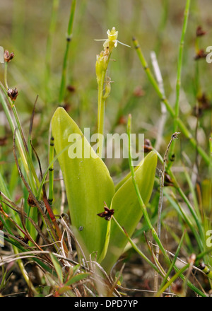 Orchidée Liparis loeselii fen - Dunes de Kenfig Banque D'Images