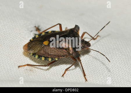 Forêt ou Red-legged Shieldbug - Pentatoma rufipes Banque D'Images