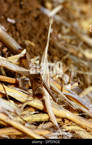 Camouflée sur végétation sèche sauterelle Banque D'Images