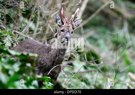 Un roe buck versant velvet au printemps. Dorset, UK Mars 2013 Banque D'Images