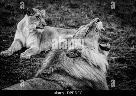 Roaring Lion dans la savane africaine Banque D'Images