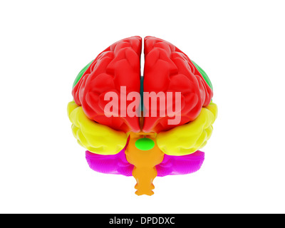 L'image en haute résolution. Rendu 3d illustration. 3d human brain. Banque D'Images